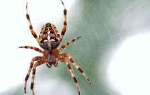 Zbog čega nikada ne bi trebalo da ubijate pauka kog vidite u svojoj kući?