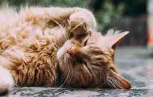 Ovo je najbolji mačak na svetu (FOTO)