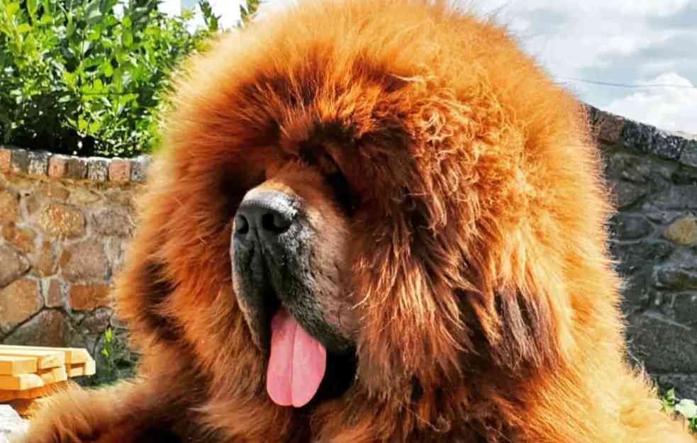 Tibetanski mastif: Šta sve treba da se zna o najskupljoj rasi pasa