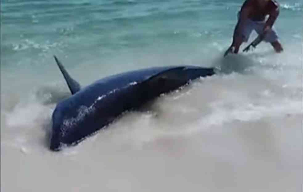 Velika ajkula se nasukala na plažu: Kupači je jedva vratili (VIDEO)