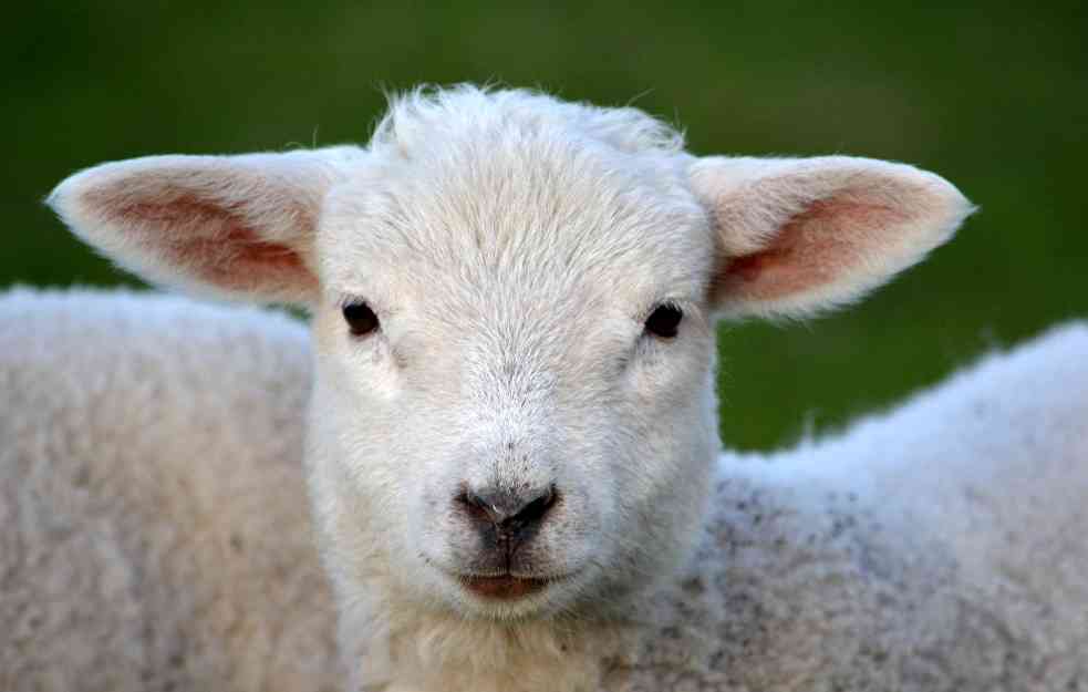 Srbija jedina zemlja u regionu koja je povećala proizvodnju mesa ovaca i koza