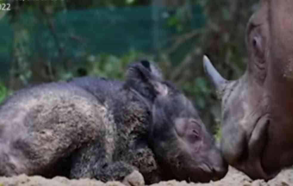 Indonezija organizovno slavlje povodom rođenja sumatranskog nosoroga