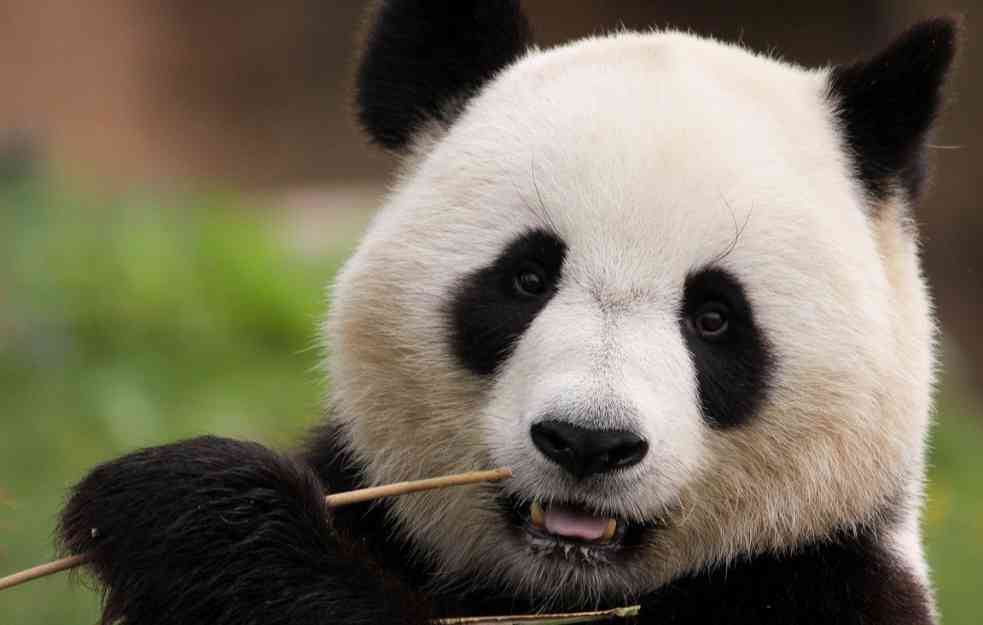 Beba panda preplašila mamu (VIDEO) 