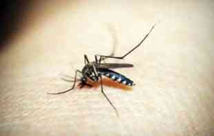 Efikasan način za odbijanje komaraca: Biljka koju trebate staviti na balkon