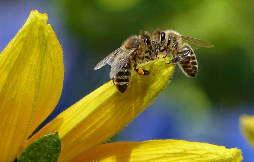 ZAR I TO POSTOJI?! HOTELI ZA INSEKTE u Beogradu na nekoliko lokacija 