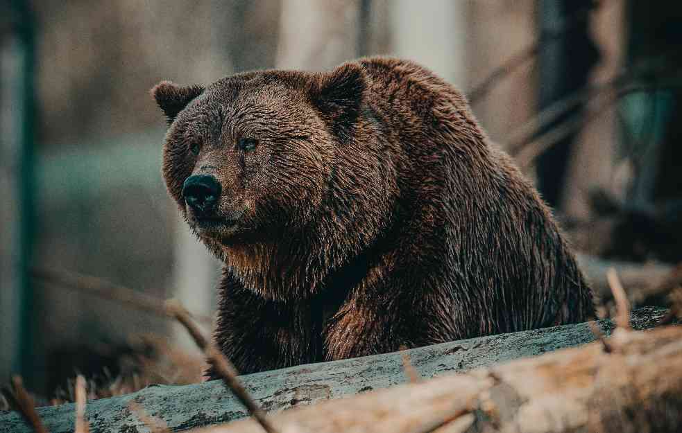 Rusi pripitomili medveda, on im sada u kući pomaže (VIDEO)