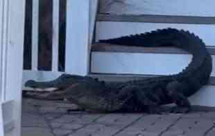 NA PRAGU ZATEKLI KRVOLOČNU ZVER Aligator ih čekao na stepenicama, a onda je usledio šok (VIDEO)