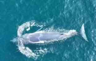 TRAGEDIJA U AUSTRALIJI:  Na zapadu zemlje nasukalo se 160 kitova