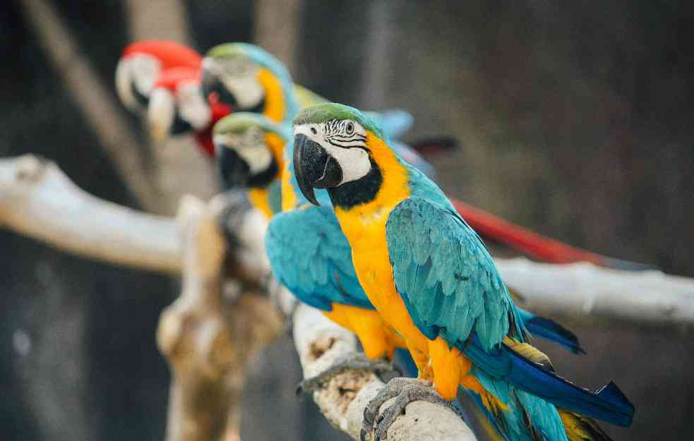 Makedonska uprava carina zaplenila 47 papagaja od državljanina Srbije