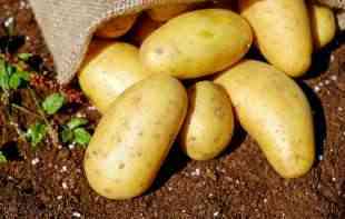 Prvi put u istoriji obeležava se Svetski dan krompira