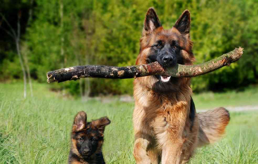 Neke namirnice nikako nisu za pse