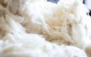 NEKADA ISPLATIV POSAO A SAD? Zašto banatski farmeri bacaju vunu posle šišanja ovaca?