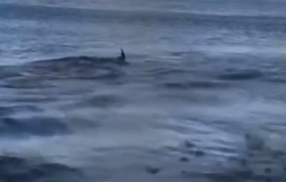 Ajkula od 2 metra uletela u plićak: Panika u poznatom letovalištu, plaža hitno zatvorena! (VIDEO)
