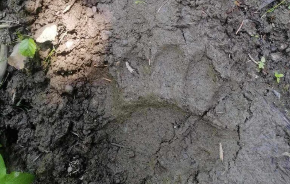 Mečka preplašila meštanku ivanjičkog sela! Došla joj pod prozor!