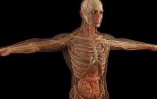 Fascinantno! Ove činjenice o ljudskom telu niste znali!