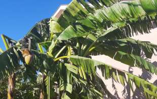 U sred Šumadije rodile <span style='color:red;'><b>banane</b></span>! Nije šala!