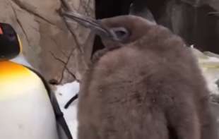 Mladunče pingvina teško 22 kilograma postalo senzacija, ali uskoro će na dijetu (VIDEO)