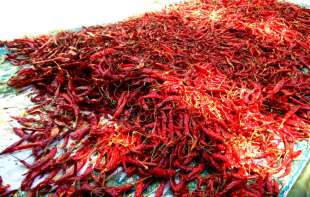 Čili paprike su <span style='color:red;'><b>izvor zdravlja</b></span>