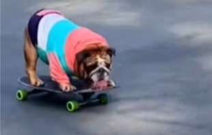 Buldog Čauder prosto leti na s<span style='color:red;'><b>kej</b></span>tu - vozi bolje od mnogih ljudi (VIDEO)