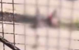 Dete na povodcu: Mišljenja podeljena nakon snimka žene i deteta (VIDEO)