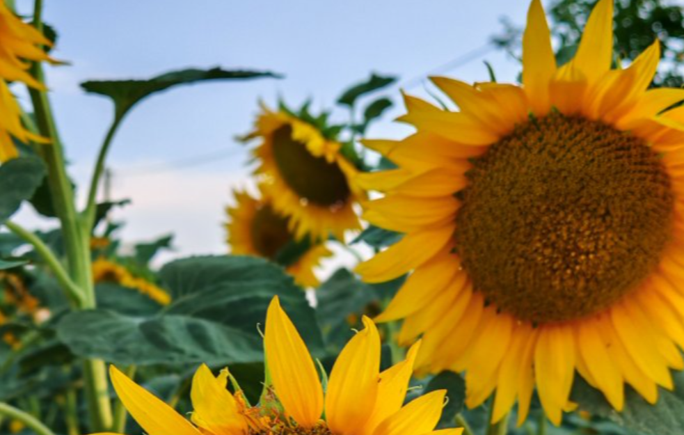Vedro i sveže jutro, tokom dana pretežno sunčano i toplo