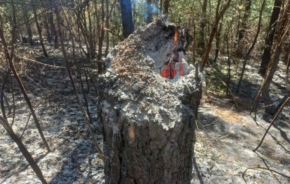 SA MESTA POŽARA U BARAMA KOD KRAGUJEVCA: Vatrogasci SPASLI JEDAN ŽIVOT tokom gašenja šume! (FOTO I VIDEO)