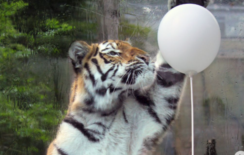 Bizarni apel danskog ZOO vrta: Dajte nam kućne ljubimce da hranimo predatore