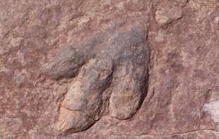 Zbog poplave u Teksasu otkriveni otisci dinosaurusa stariji više od 110 miliona godina