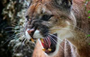 Puma napala devpjčicu ispred kuće: Majka odmah reagovala