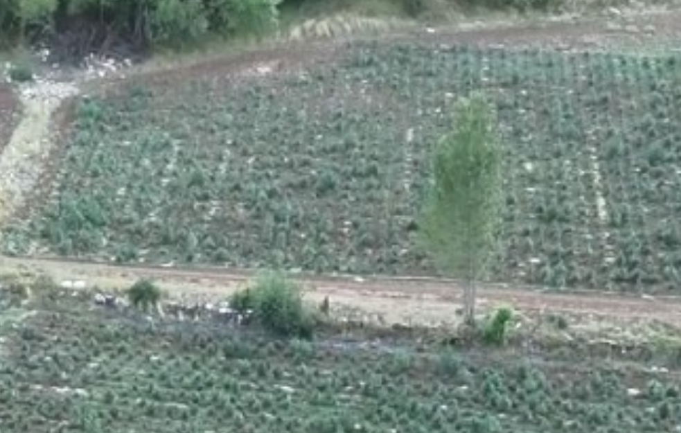 Nije Meksiko, nije Kolumbija nego Crna Gora: Kod Bara otkrivena ogromna plantaža marihuane, dvojica uhapšena