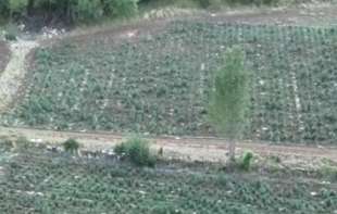 Nije Meksiko, nije Kolumbija nego Crna Gora: Kod Bara otkrivena ogromna plantaža marihuane, dvojica uhapšena
