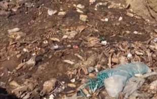 Crkotine i skeleti tik uz varoš u Smederevskoj Palanci