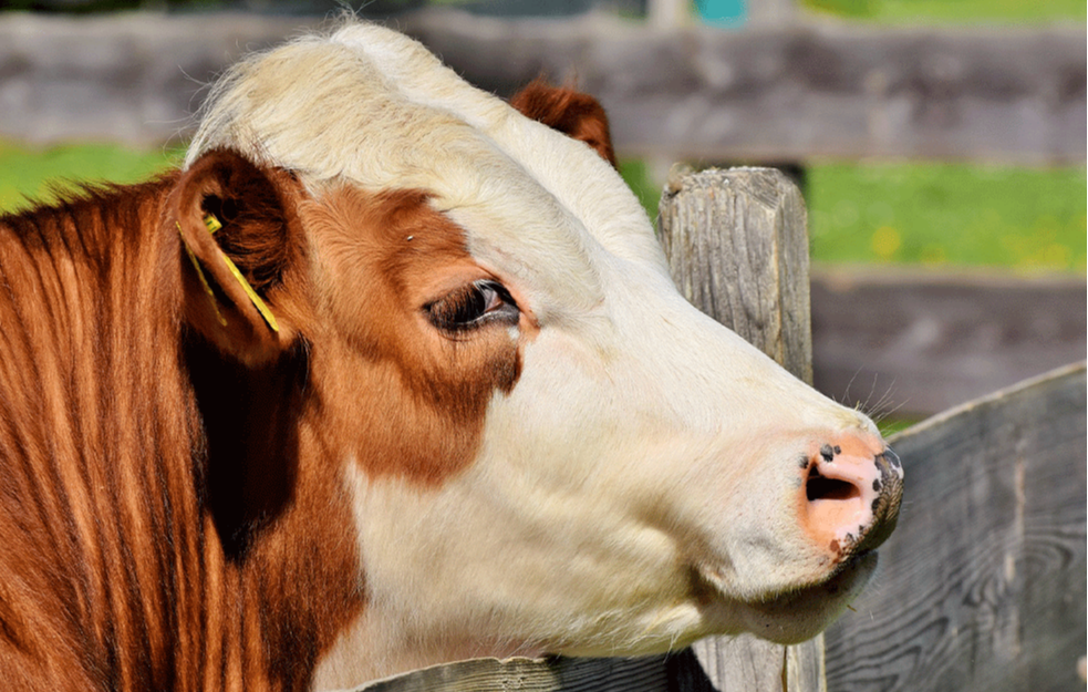 Ministarstvo poljoprivrede: Raspisan Javni poziv za premiju za mleko za treći kvartal