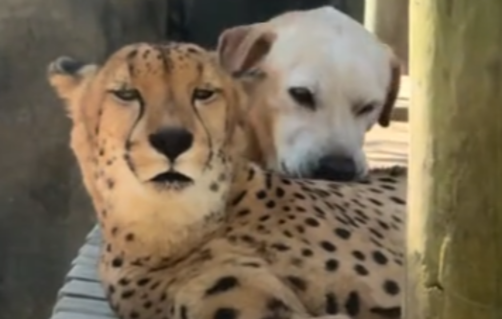 Gepard i labrador postali TikTok senzacija : Kumbali i Kago pokazuju da ljubav ne zna za granice (VIDEO)