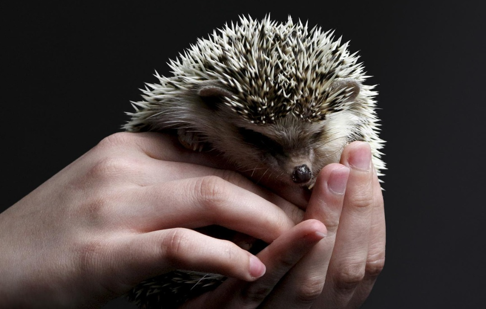 Šta znači kada jež šišti, prede ili cvrči: Prepoznajte signale sreće i stresa kod malog noćnog ljubimca