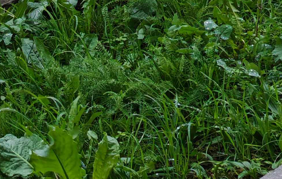 U Srbiji danas oblačno sa kišom: Najviša dnevna do 15 stepeni