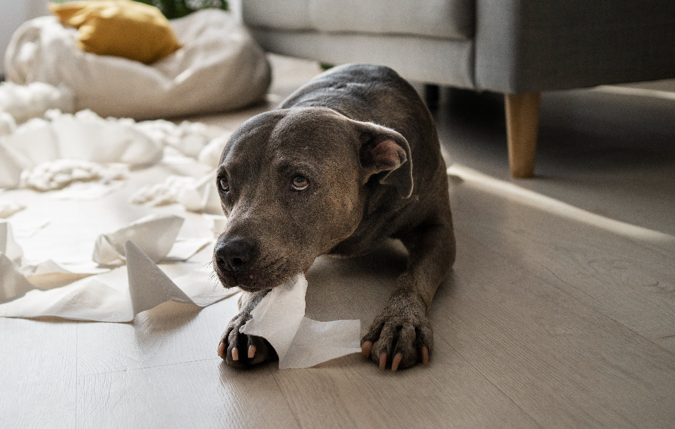 Zarazni kašalj kod pasa - simptomi na koje bi trebalo obratiti pažnju