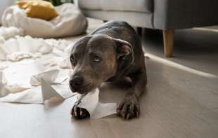 Zarazni kašalj kod pasa - simptomi na koje bi trebalo obratiti pažnju