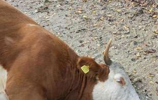 Otrovana Srbija: Ljudi beže, groblja se pune, krave umiru pored najzelenijeg rudnika 