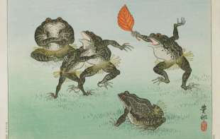 Nova vrsta žabe otkrivena u Kini