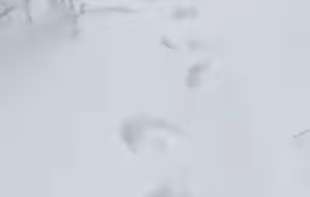  Snimljeni ogromni tragovi medveda usred idile na samo tri sata od Beograda