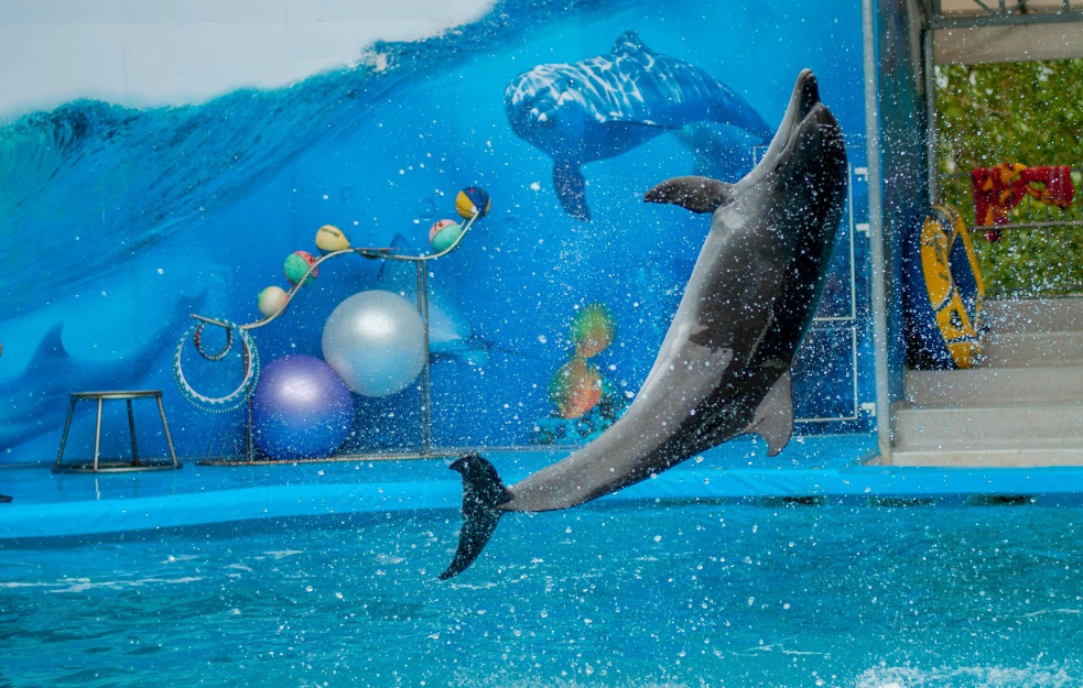 Za delfinarijum milijardu dinara u 2027. godini