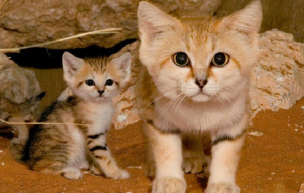 Dva miliona novozelandskih mačaka osuđeno na potpuno istrebljenje