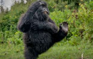 Gorila koja maršira proglašena za najsmešniju fotografiju divljih životinja u 2025. godinu (FOTO)