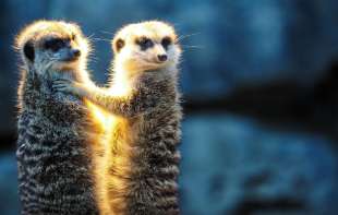 Ljudi su monogamijom sličniji merkatima nego primatima