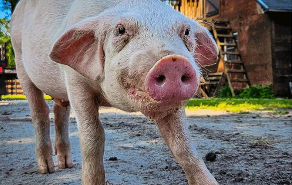 Paprene cene pred praznike &ndash; cena stoke varira od grada do grada