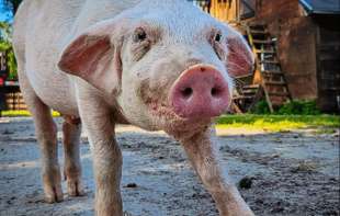 Paprene cene pred praznike – cena stoke varira od grada do grada