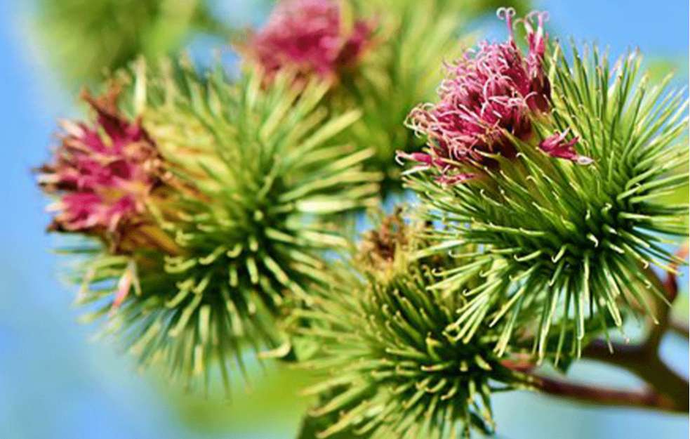 Ruski recept koji pomaže kod multiple skleroze