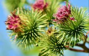 Ruski recept koji pomaže kod multiple skleroze