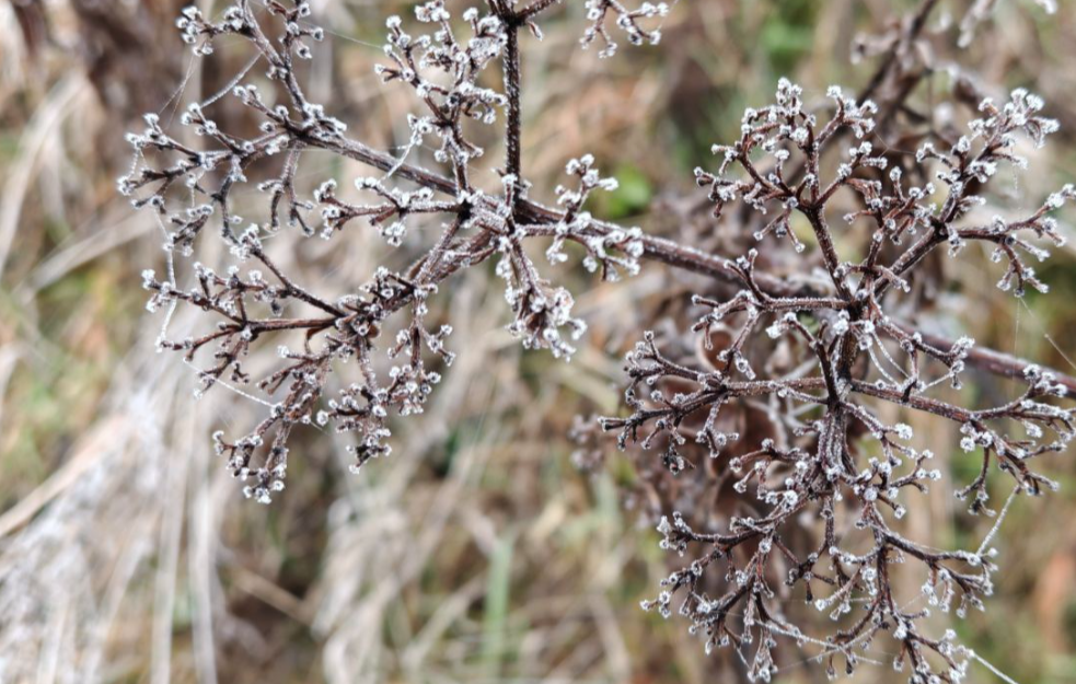Hladno i oblačno jutro, mestimično sa slabim mrazem, posle podne razvedravanje